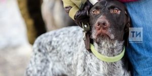 Йорт хайваннарын котыруга каршы вакцинацияләү июнь азагына кадәр дәвам итәчәк