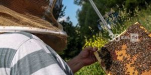 Бал кортларына зыян килмәсен өчен басуларны агулар алдыннан ватсап аша хәбәр ителәчәк