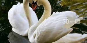 «Аккошлар да хыянәт итә»: тугрылык символы булган кошлар турында ниләр билгеле?